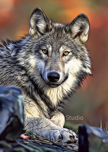 Wolf-Watching-Art-013 - Wildlife Illustrations - LuminousLight 