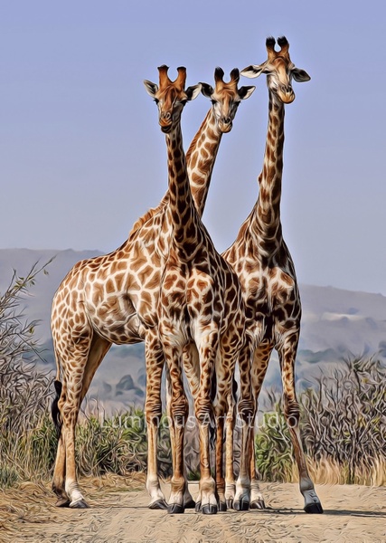 3-Giraffes-Art-005 - Wildlife Illustrations - LuminousLight 