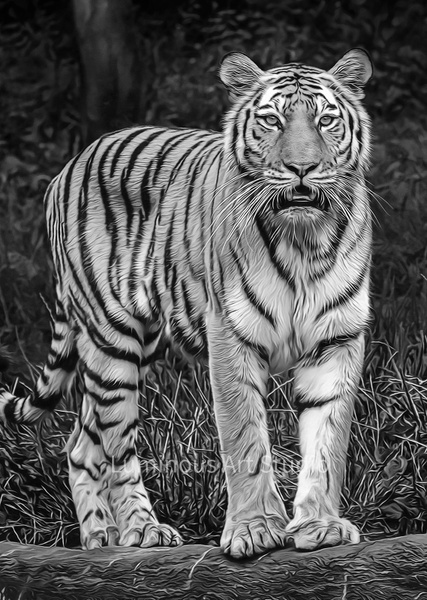 Tiger-BW-Art-024 - Wildlife Illustrations - LuminousLight