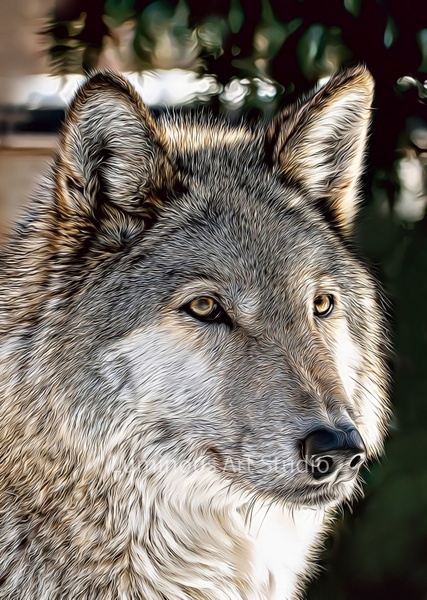 Wolf-Drawing-Art-014 - Wildlife Illustrations - LuminousLight 