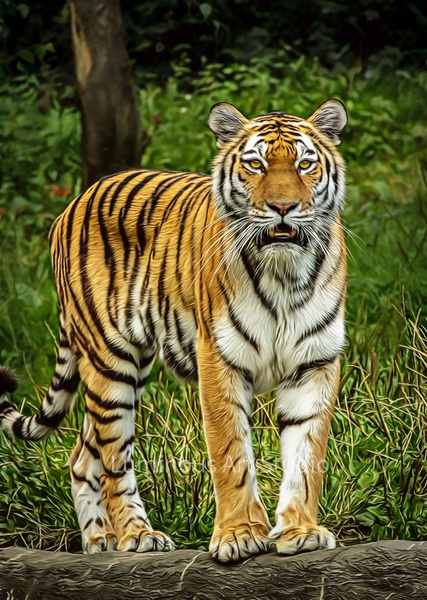 Tiger-Color-025 - Wildlife Illustrations - LuminousLight 