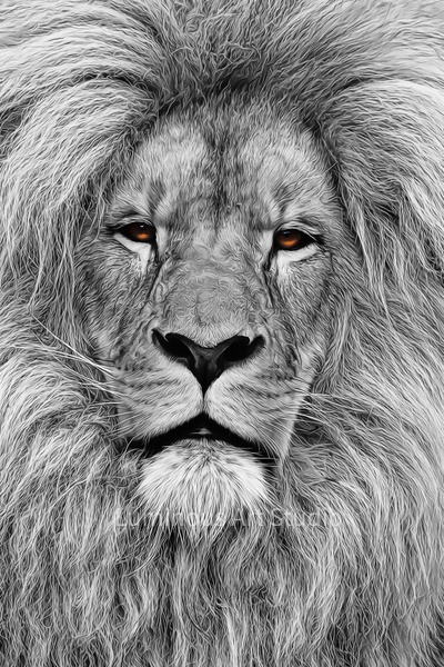 lion-mane-black-white-orange-eyes-003 - Wildlife Illustrations - LuminousLight 