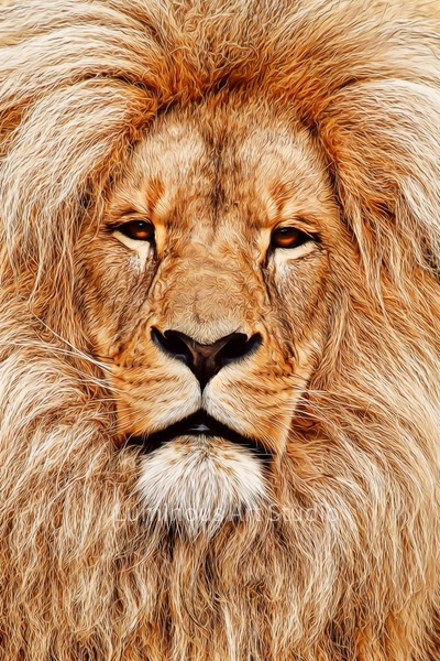lion-mane-color-001 - Wildlife Illustrations - LuminousLight 
