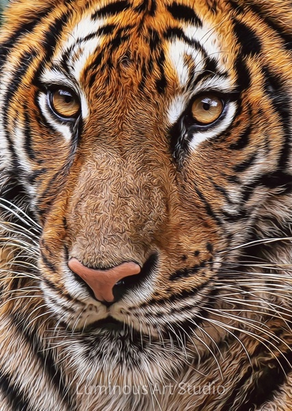 Tiger-Closeup-Detail - Wildlife Illustrations - LuminousLight