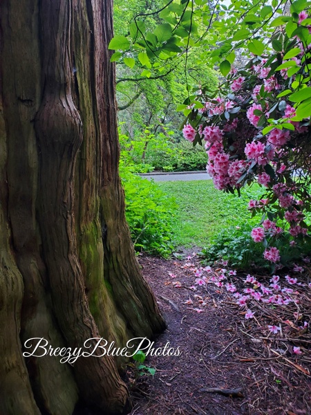 Breezy Blue Park - Spring Flowers - Chinelo Mora 