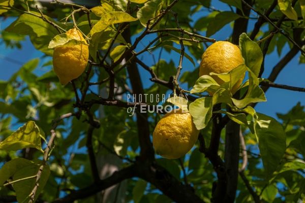 Fresh-lemons-Sorrento-Italy - AMALFI COAST - Photographs of Europe