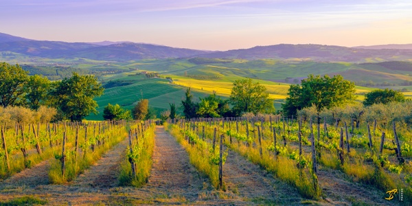 Vineyard, Toscana, Italy, 2022 - Color - Thomas Speck 