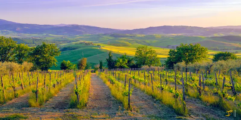Vineyard, Toscana, Italy, 2022
