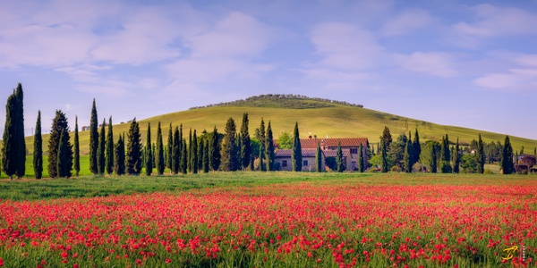 Poppy Field, Toscana, Italy, 2022 - BW - Thomas Speck 