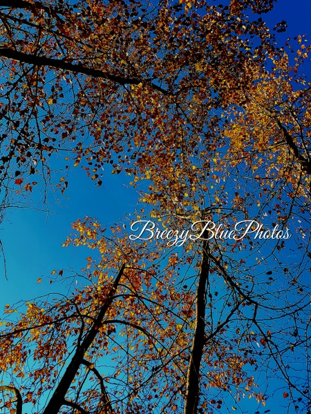 Breezy Blue Forest - Landscape - Chinelo Mora 