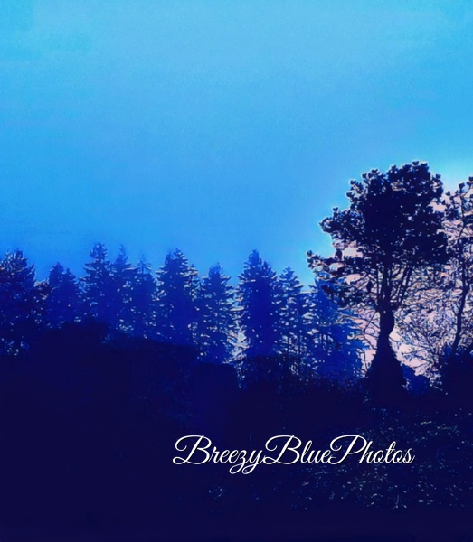 Breezy Blue Forest - Breezy Blue - Chinelo Mora 