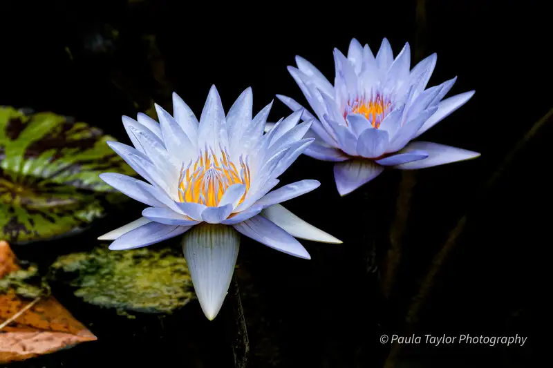 Blue Star Water Lily's