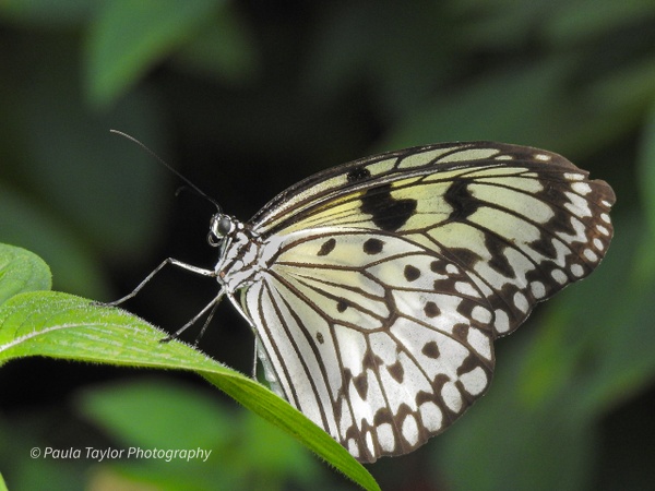 White Butterfly - Nature - Paula Taylor Photography 