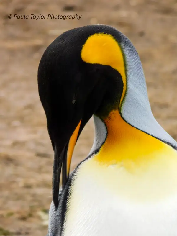 King Penguin Portrait
