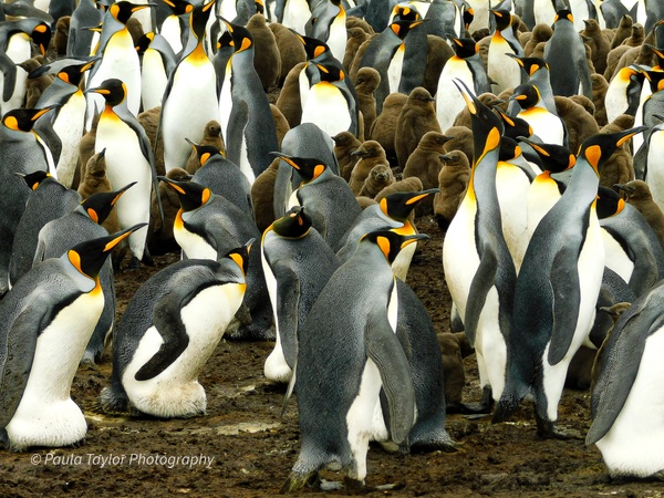 King Penguins, Falkland Islands - Wildlife - Paula Taylor Photography 
