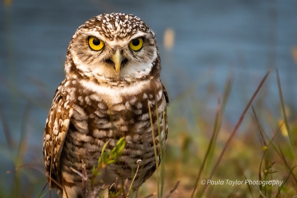 Bo - Burrowing Owl - Wildlife - Paula Taylor Photography
