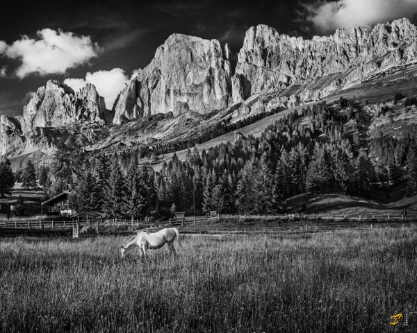 Horse, Dolomiti, Italy, 2022 - Black And White &amp;#821 Thomas Speck Photography