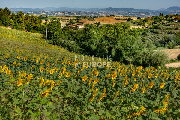 Sunflower-field-and-landscape-Umbria-Italy - UMBRIA - Photographs of Europe 