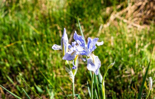 Wild Iris in Bodie by Bruce Crair