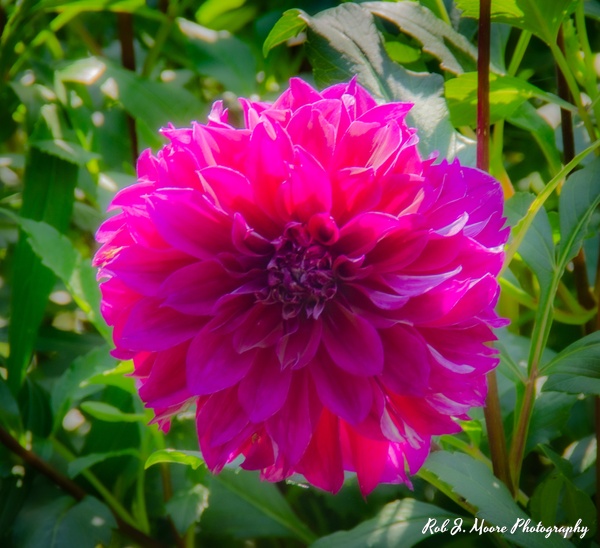 Hot Pink Flowers - Longwood Gardens 2020 - Flowers &amp;amp; Gardens - Robert Moore Photography 