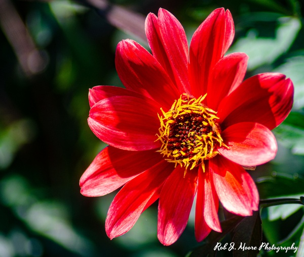 Red Flowers - Longwood Gardens 2020 - Flowers &amp;amp; Gardens - Robert Moore Photography 