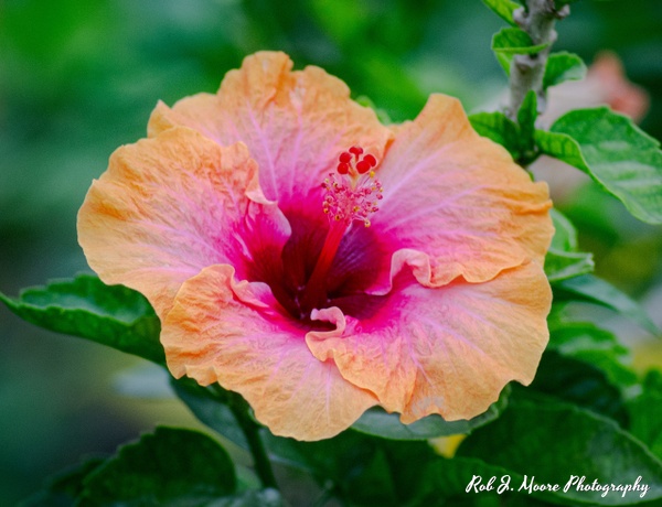 Pink &amp; Yellow Flowers - Longwood Gardens 2020 - Flowers &amp;amp; Gardens - Robert Moore Photography 