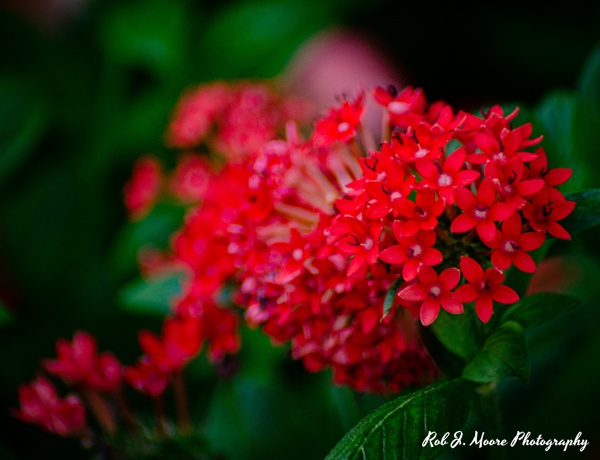 Small Red Flowers - Longwood Gardens 2020 - Flowers &amp;amp; Gardens - Robert Moore Photography