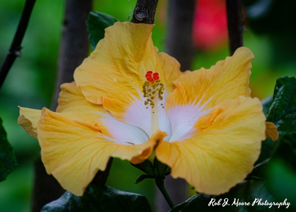 Yellow Flowers - Longwood Gardens 2020 - Flowers & Gardens - Robert Moore Photography 