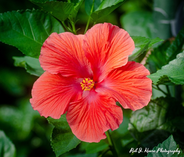 Light Red Flowers - Longwood Gardens 2020 - Flowers &amp;amp; Gardens - Robert Moore Photography