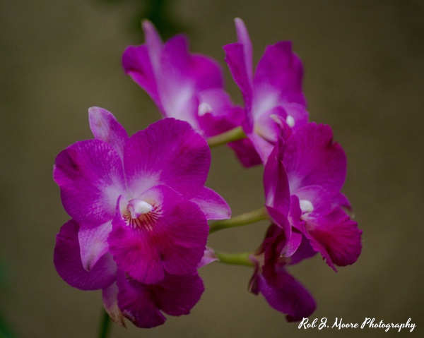 Purple Flowers - Longwood Gardens 2020 - Flowers & Gardens - Robert Moore Photography 