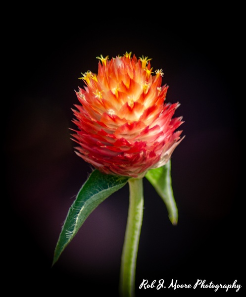 Orange Flowers - Longwood Gardens 2020 - Flowers &amp;amp; Gardens - Robert Moore Photography
