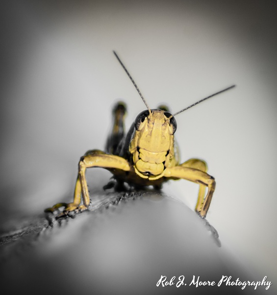 Grasshopper 03 - Swan Harbor 2020 - Insects - Robert Moore Photography