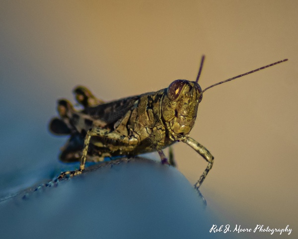 Grasshopper 01 - Swan Harbor 2020 - Insects - Robert Moore Photography 