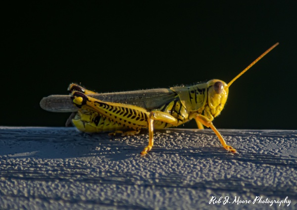 Grasshopper 02 - Swan Harbor 2020 - Insects - Robert Moore Photography 