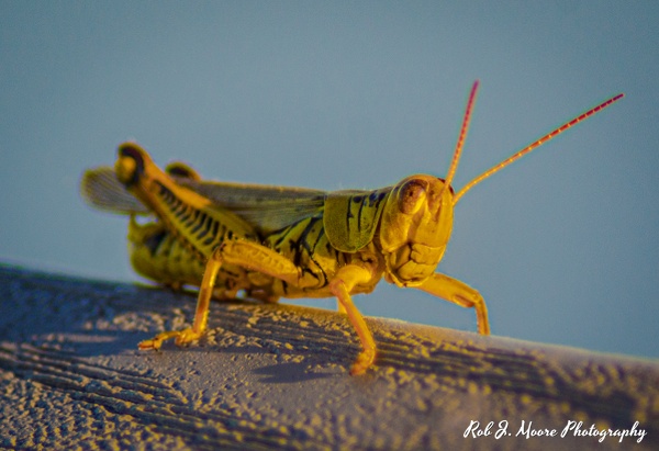 Grasshopper 04 - Swan Harbor 2020 - Insects - Robert Moore Photography 