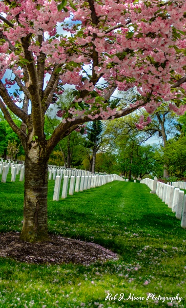 2019 Arlington 09 - Arlington National Cemetery - Robert Moore Photography 