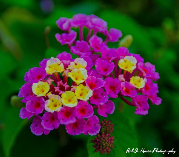 Flowers Violet - Philadelphia - Robert Moore Photography